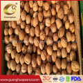 Hot Sales New Crop Walnut in Shell